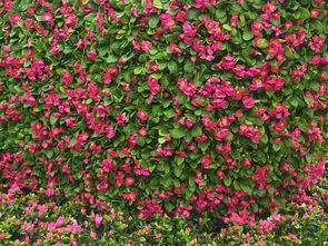 大年初一至十五去哪耍 還沒想好的攀枝花人 看這里