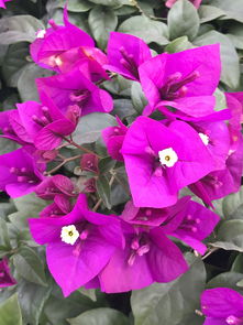 2019攀枝花旅游攻略,攀枝花自由行攻略,馬蜂窩攀枝花出游攻略游記 馬蜂窩