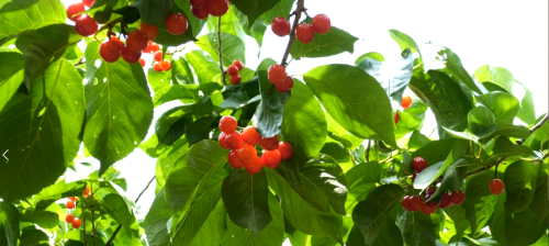 攀枝花市仁和區(qū)人民政府