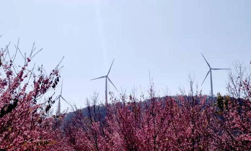 四川攀枝花市長虞平 打造釩鈦和清潔能源 兩大千億產(chǎn)業(yè) 建實氫能產(chǎn)業(yè)示范城市