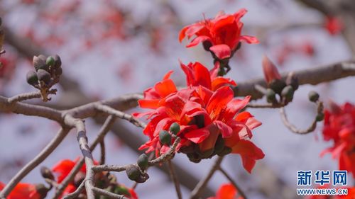 早春時節(jié),到武定吃攀枝花吧