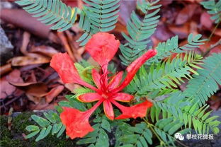 攀枝花這個(gè)地方好熱鬧,曬花曬樹(shù)曬美女 各種曬 十分養(yǎng)眼
