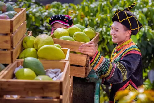 陽光的味道 登陸華南華中地區 攀枝花芒果在湖南甜蜜 圈粉