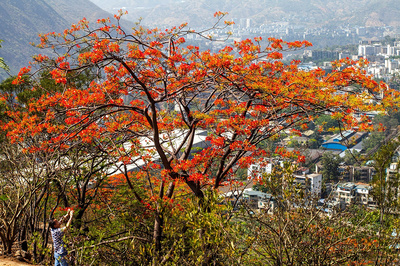 南海中學(xué)鳳凰花