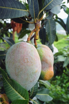 &ldquo;攀育2號(hào)&rdquo;&ldquo;攀育5號(hào)&rdquo;.攀枝花積極培育芒果新品種,助力農(nóng)產(chǎn)品區(qū)域公用品牌打造