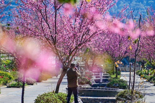 英雄攀枝花 陽(yáng)光康養(yǎng)地丨最南端 最溫暖 在仁和遇見粉色的冬天