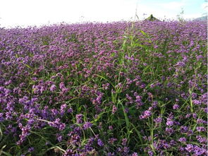 2019年四川省第二十五期花卉觀賞指數(shù)