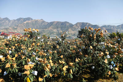 賞美景、摘枇杷、品美食,今冬來攀枝花米易,感受春天的暖陽!