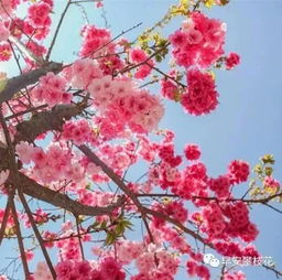 最全整理 攀枝花主要賞花景區(qū)地點 聯(lián)系方式 踏青賞花快約起來