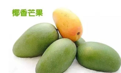 攀枝花芒果網:攀枝花本地芒果品種介紹