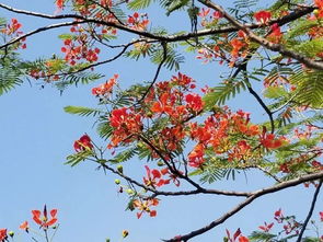 2018攀枝花市鳳凰花節(jié)火熱開啟,最美的鳳凰花海已盛開 你來不來