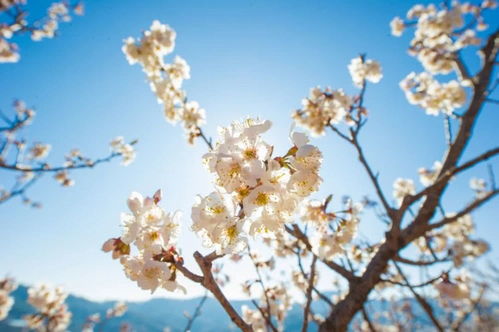 不負(fù)春光 攀枝花人民開啟 云賞花 模式