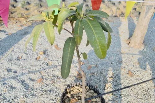 攀枝花人家家都有的仁和20年老字號,居然是ta 你吃過嗎