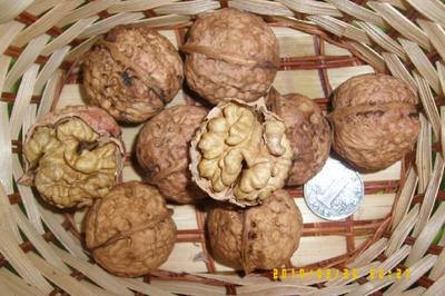 【嫁接李子樹苗】價格、產品供應,嫁接李子樹苗廠家批發-1024商務網