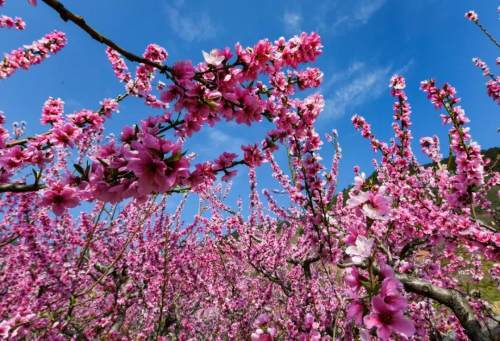 真香 過去兩周攀枝花共有55000余人次前往務本鄉(xiāng)看桃花