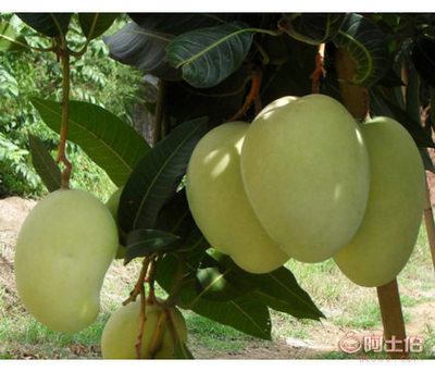 攀枝花品種的優(yōu)質芒果苗——云南凱特芒果與西雙版納芒果的種植前景